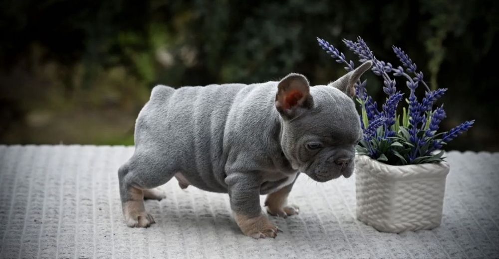 Красавчік  блакитний !