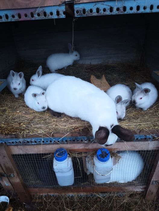 Sprzedam młode Kalifornie