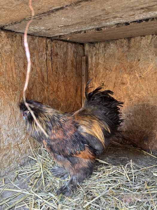 Sprzedam koguty rasy silka