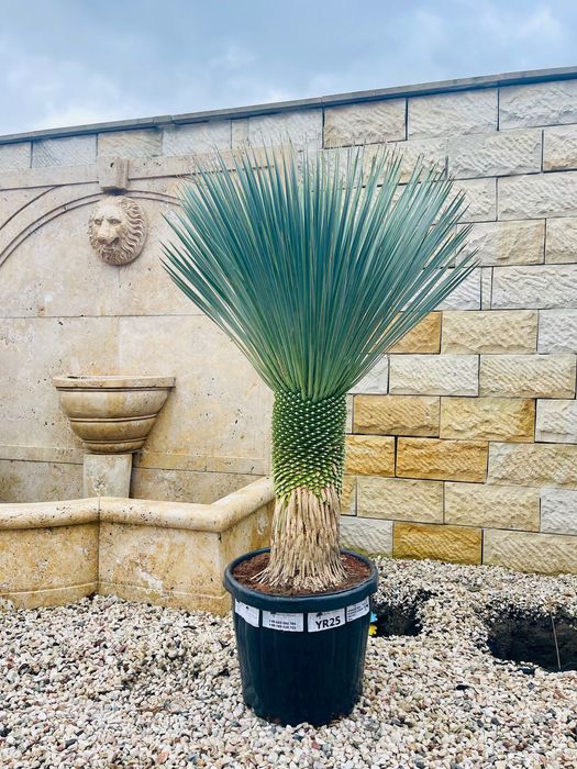 Yucca rostrata 145cm MEGA GRUBA mrozoodporna -20