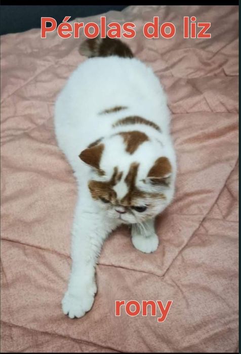 Gatinho  adulto com lop