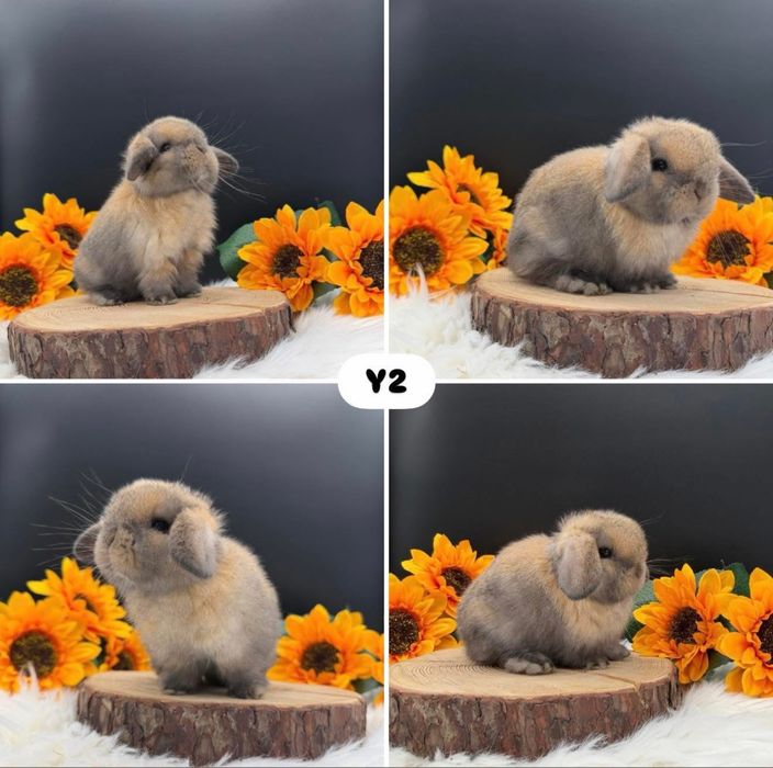 Króliki Mini Lop