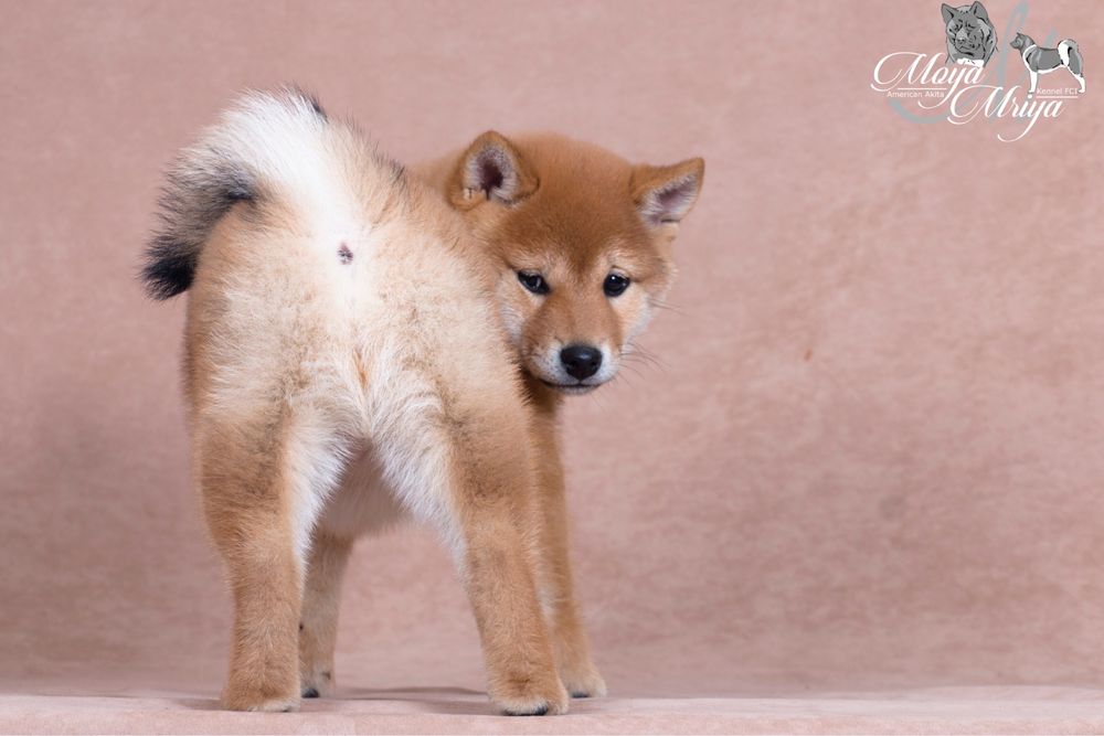 Шиба ину / shiba / шиба іну