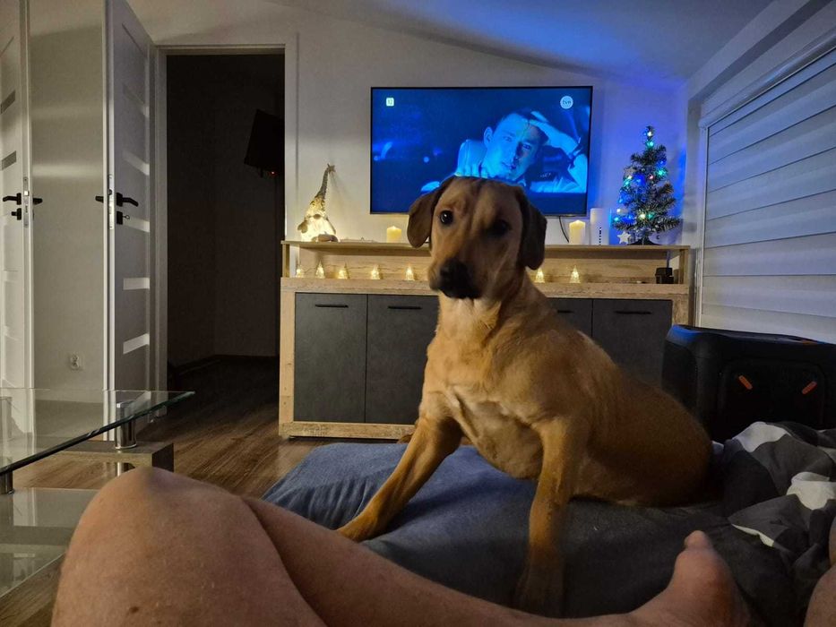 Oddam psa z powodu choroby