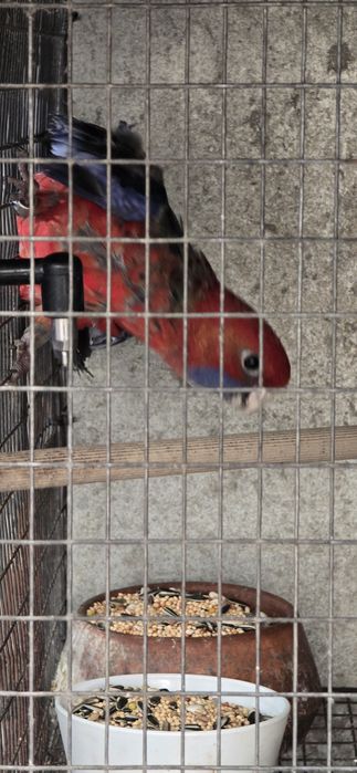 Rosela Penante Macho