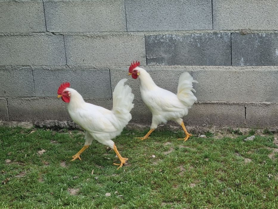 2 Machos Legorne Branco