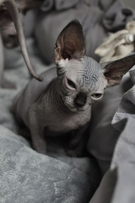 Sfinks kocurek extremalny typ