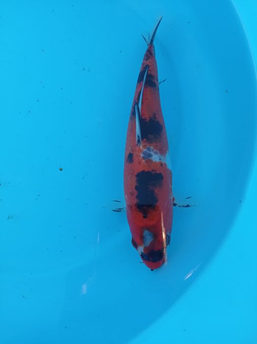 Carpas koi selecionadas