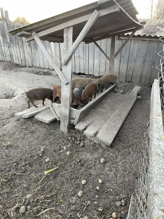 Поросята Мангали