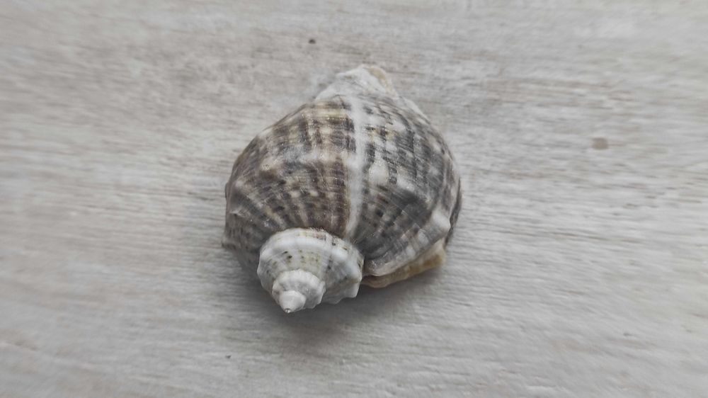 Ракушка рапана, декоративна морська ракушка