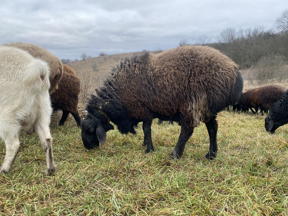 Курдючние Барани