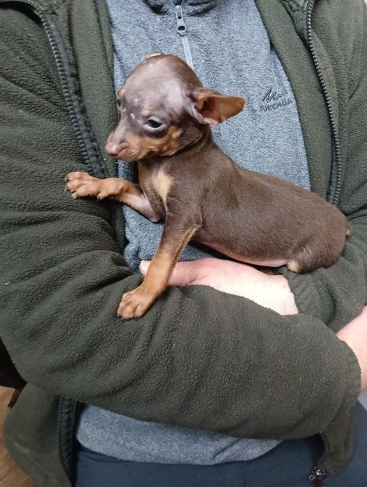 Pinscher macho miniatura