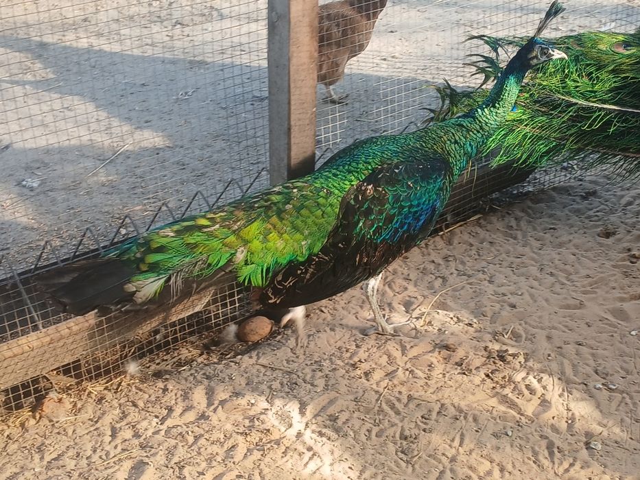 Pawie niebieskie i zielone samice samce dorosłe