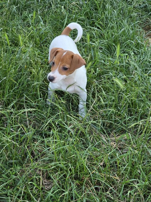Jack Russell Terrier- suczka