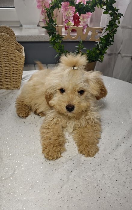 **Cavapoo ** cudowny chłopiec!