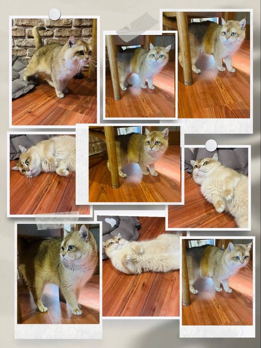 В’язка британська золота шиншила