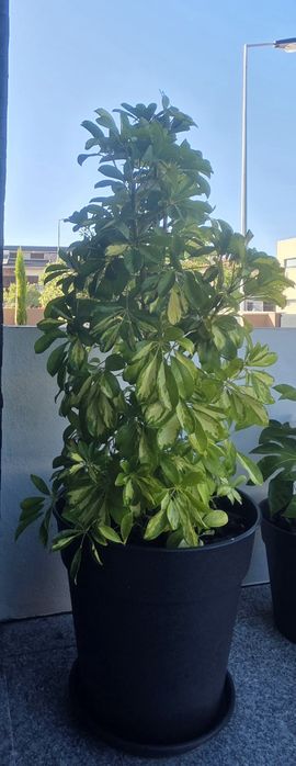 Árvore-Guarda-Chuva Variegada (Schefflera arboricola) + Vaso Grande 50L