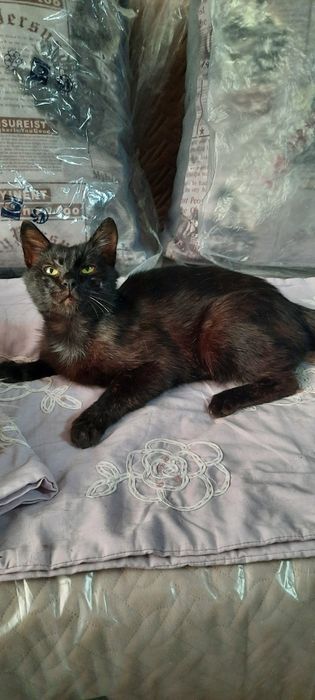 Котик ищет любящего хозяина