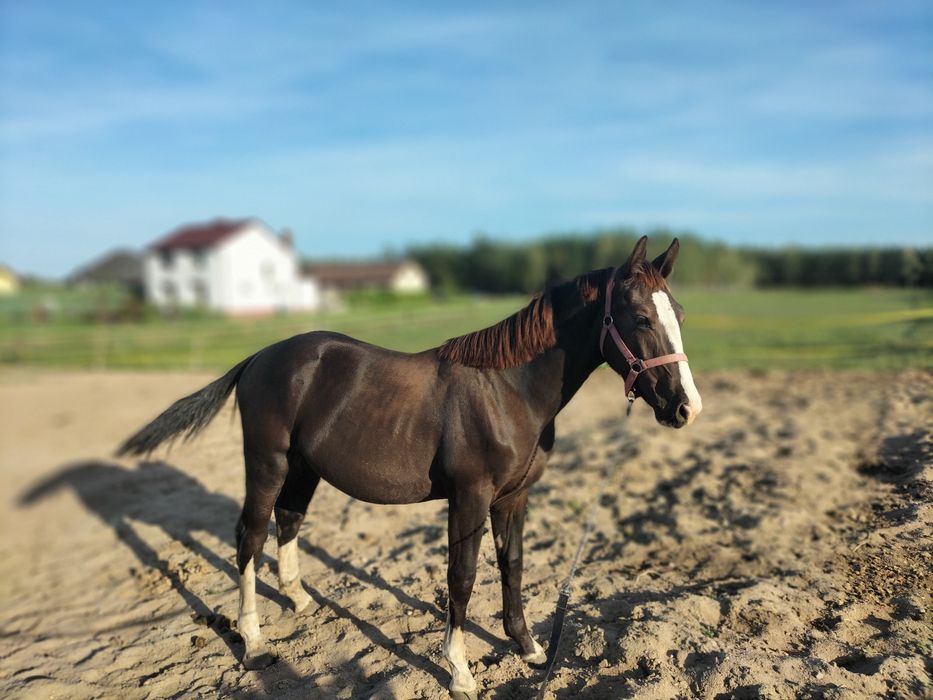 Sprzedam ogierka śląskiego