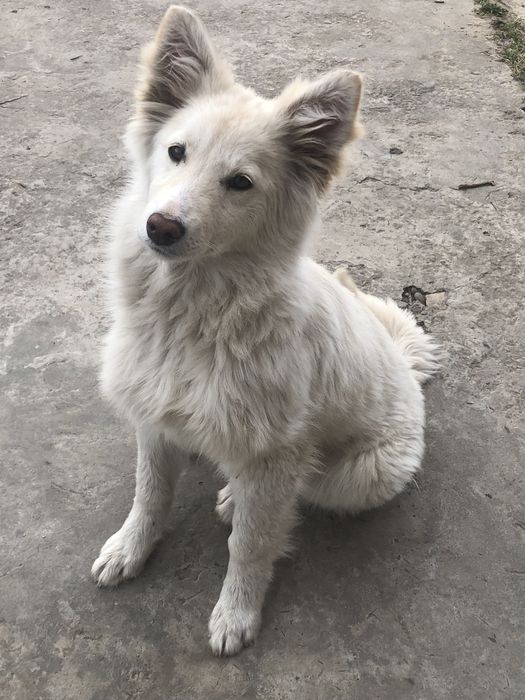 Віддам цуцика (дівчинку)