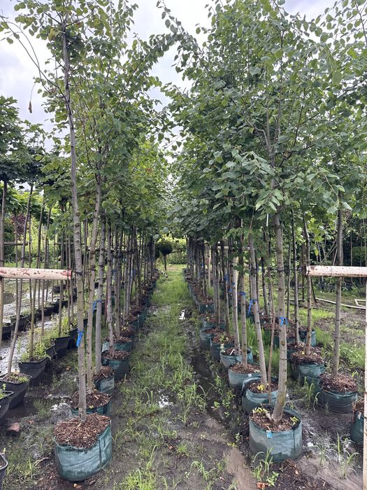 Lipa drobnolistana 14-16cm doniczka