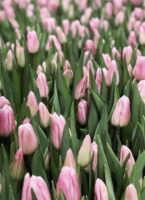 Тюльпан опт/розница