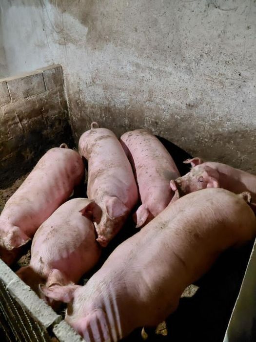 Продам свині живою вагою