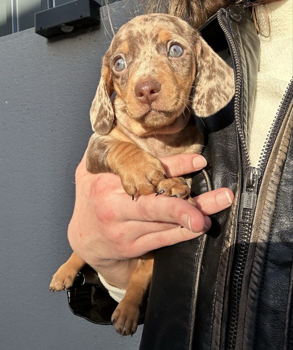 Teckel  kaninchen arlequim chocolate de olhos azuis