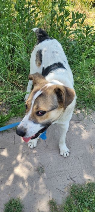 Bakuś do adopcji.