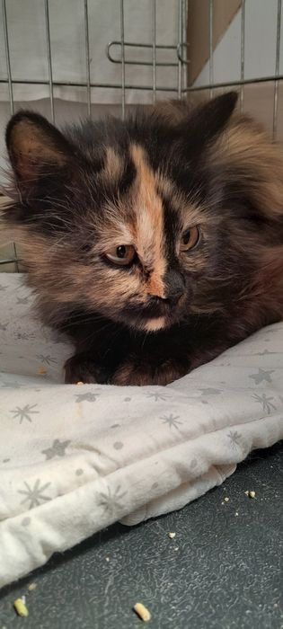 Кошечка подросток ищет дом. Котенок в поисках  семьи.