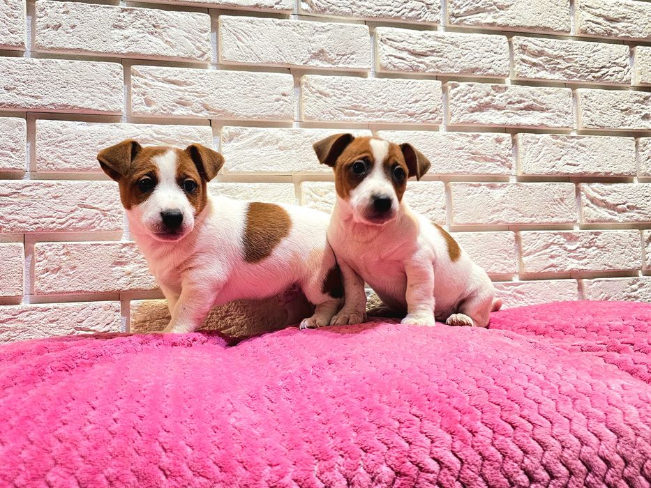 Jack russell terrier- śliczne