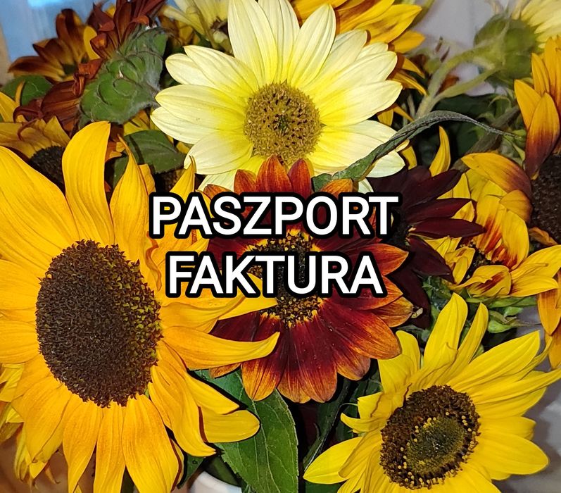 Słonecznik ozdobny na kwiat