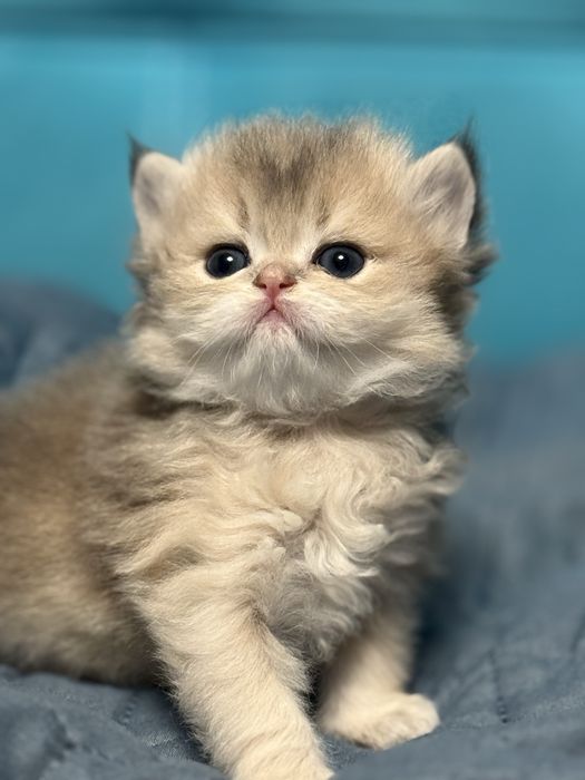 Золота шиншила кошеня дівчинка