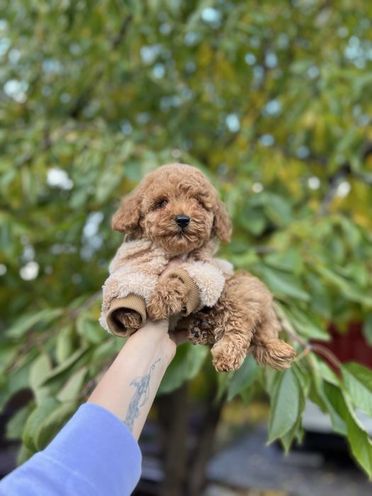 Мальтипу мальтіпу міні