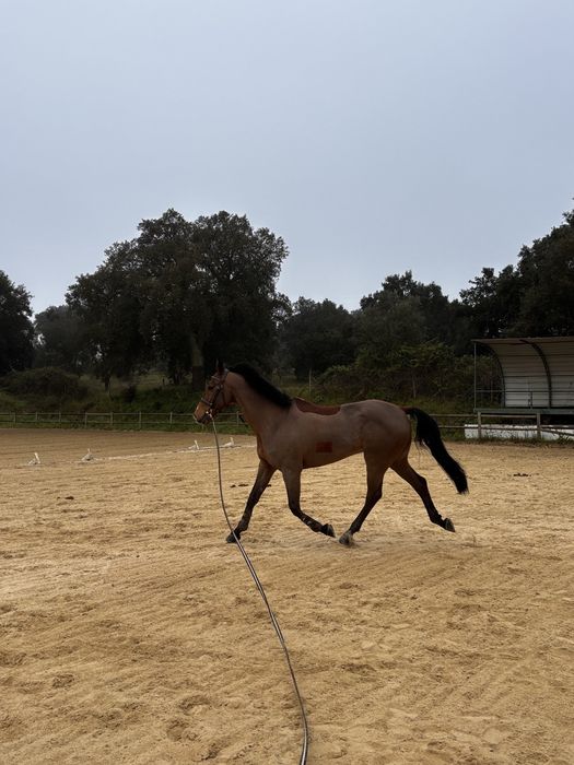 Cavalo cruzado a portugues
