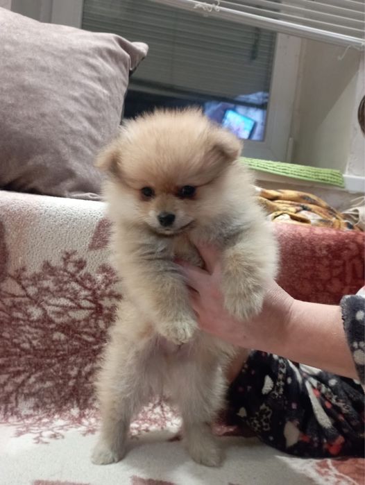 шпіци мініки, пушистики шукають люблячих батьків