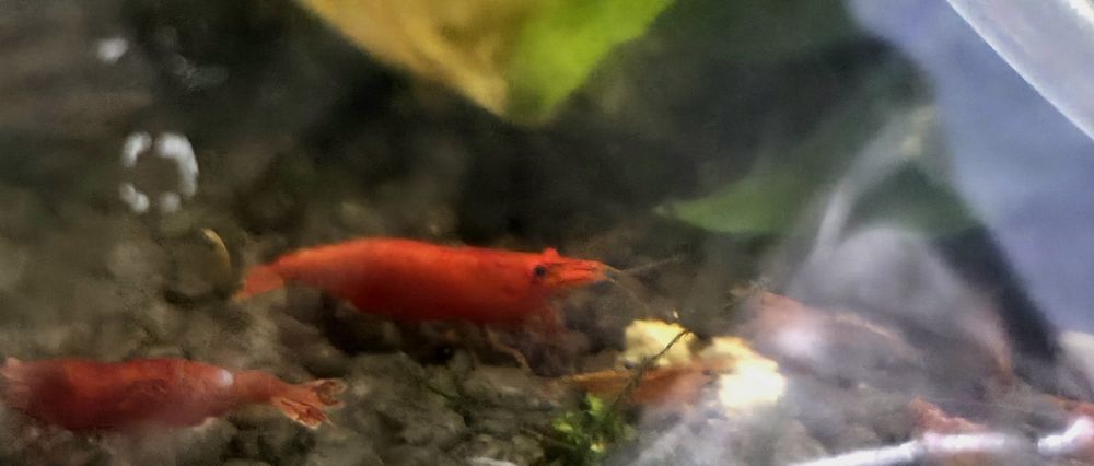Neocaridina Davidi - Painted Red Fire/Blue Dream - Linhas Selecionadas