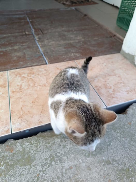 Oddam kota w dobre ręce