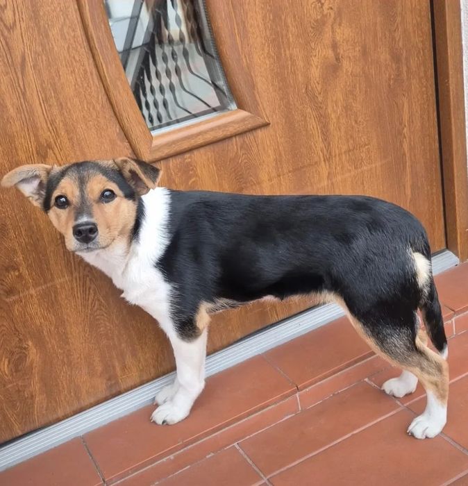 Szukam  pilnie domu dla młodej suczki