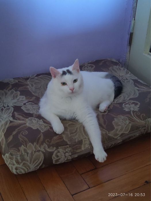 Пристраиваем в добрые руки