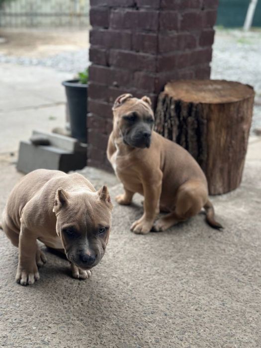 Американский булли