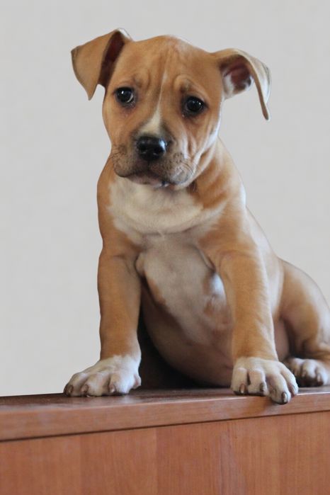 Дівчинка амстафф з документами