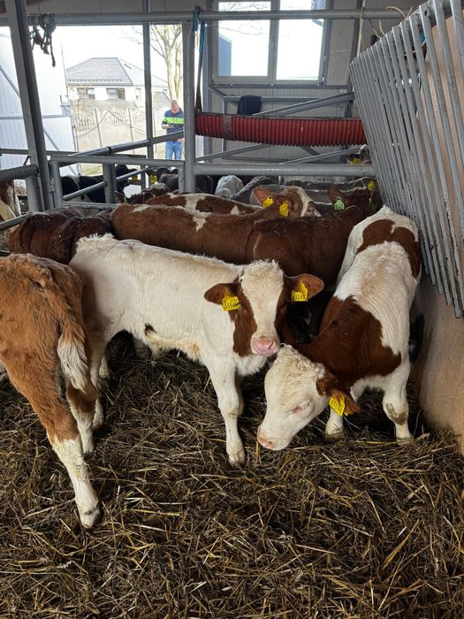 Cieleta mięsne i mieszańce