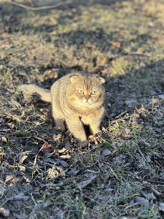 Кіт шотландець золота шиншила на вязку