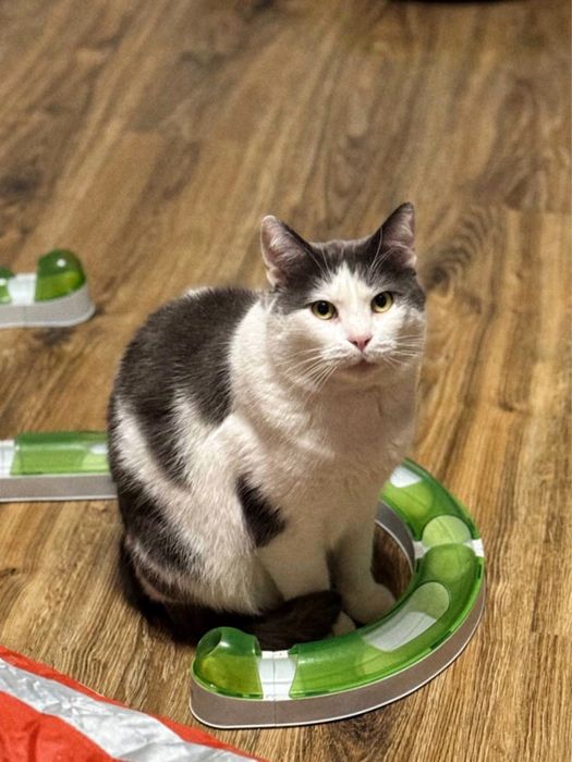 Котик Бос шукає нову сімʼю