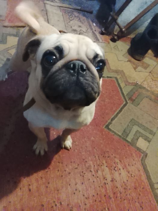 Продається мопс кремового оксрас тільки самовивіз а