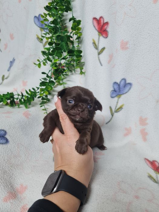 Excelente menina mini mini chihuahua/chiuaua linhagem Russa.Qualidd