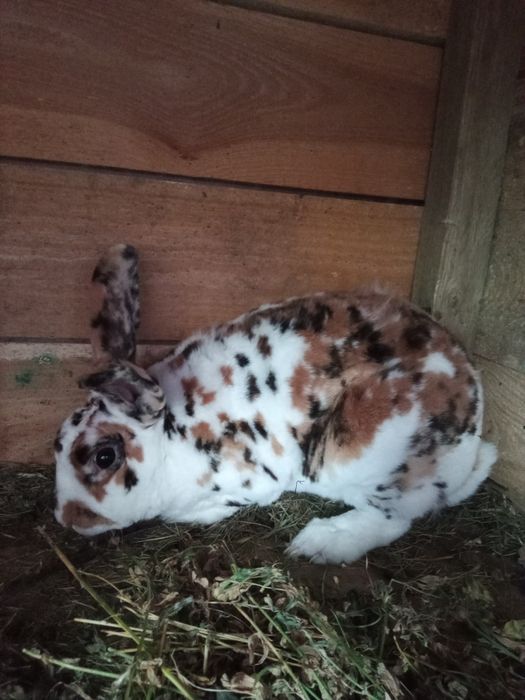 Rex trójbarwny samiec roczny