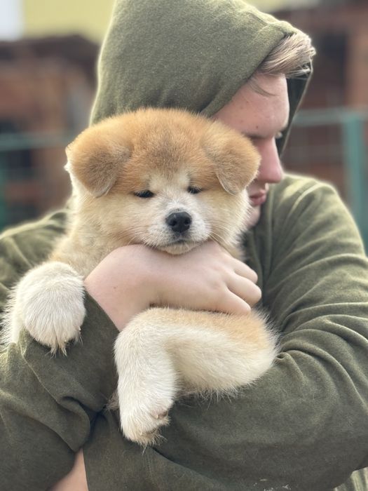 Акіта , акіта іну цуценята з міжнародного розплідника FCI