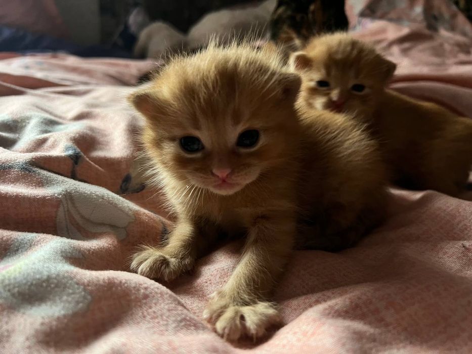 отдам котят в добрые руки